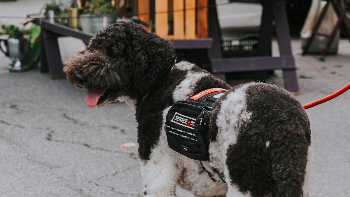 Service dog equipment fashion